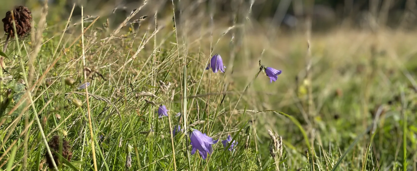 Tegelviken Naturcamping