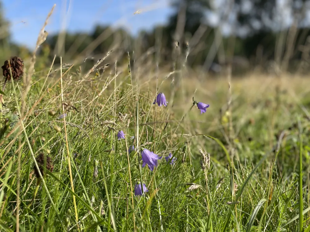 Tegelviken Naturcamping