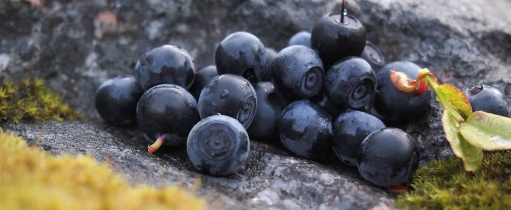 Koskenselkä Camping