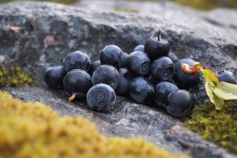 Koskenselkä Camping