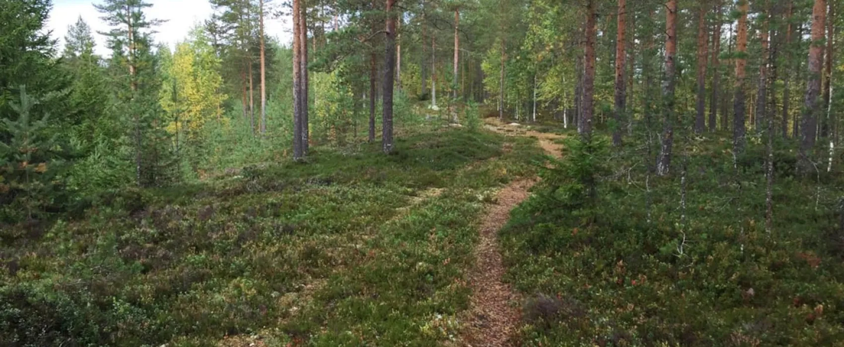 Wanha Koulu Tahkovuori