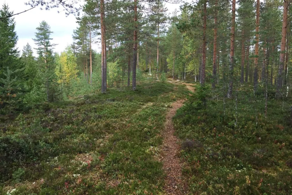 Wanha Koulu Tahkovuori