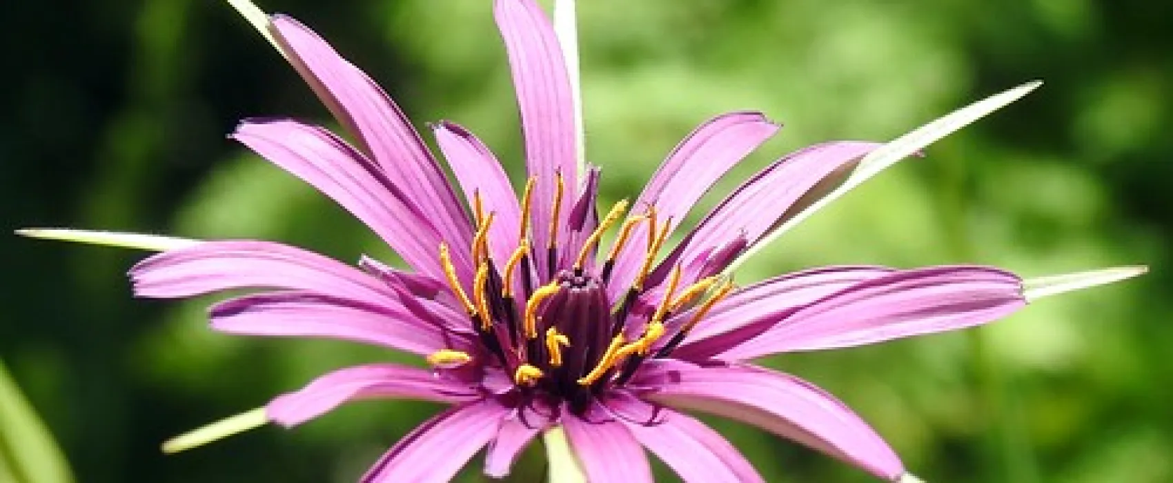 Flat Rock Campground