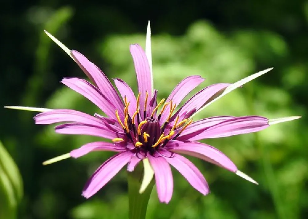 Flat Rock Campground