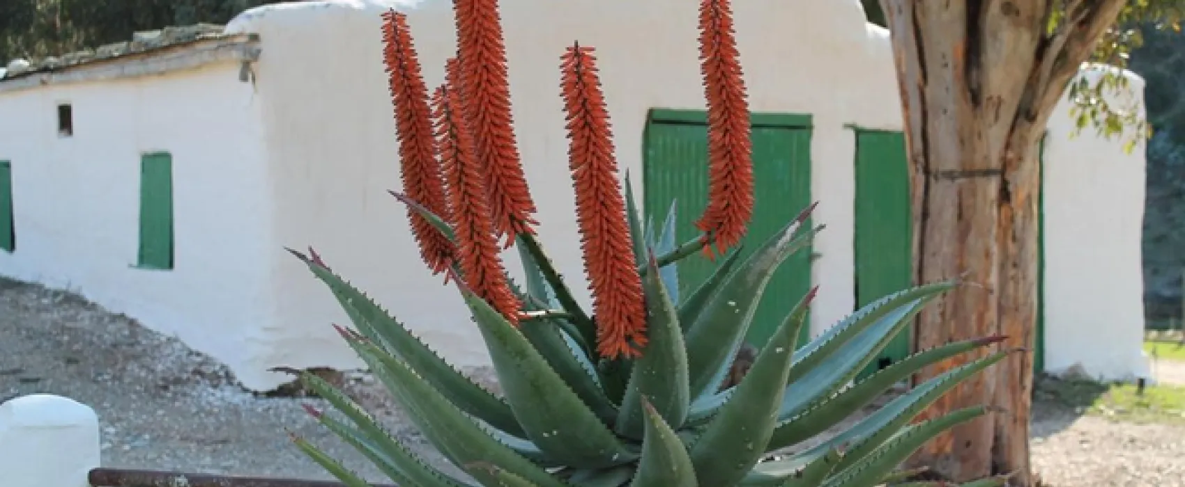 Matjiesvlei Guest Farm