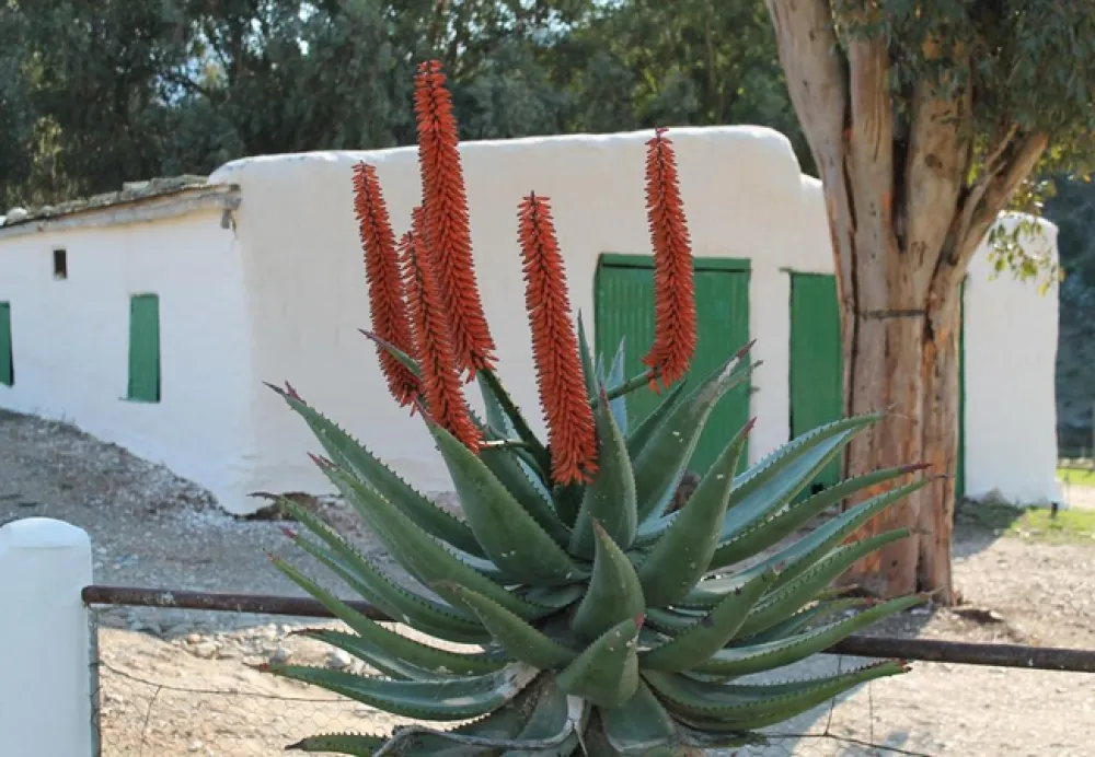 Matjiesvlei Guest Farm