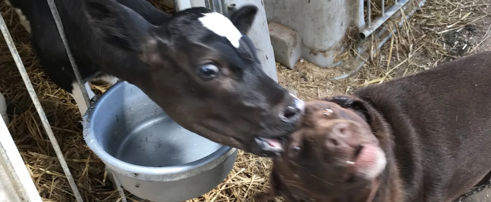 Boerderijcamping Groenendaal