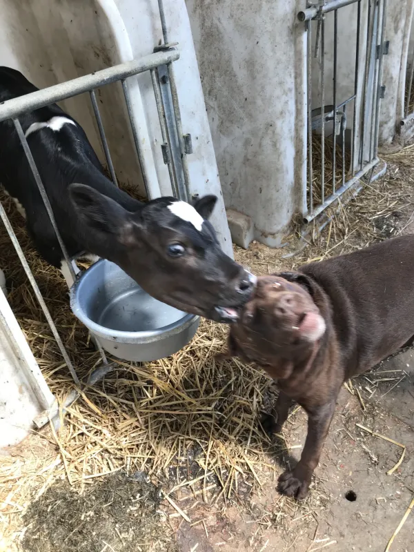 Boerderijcamping Groenendaal