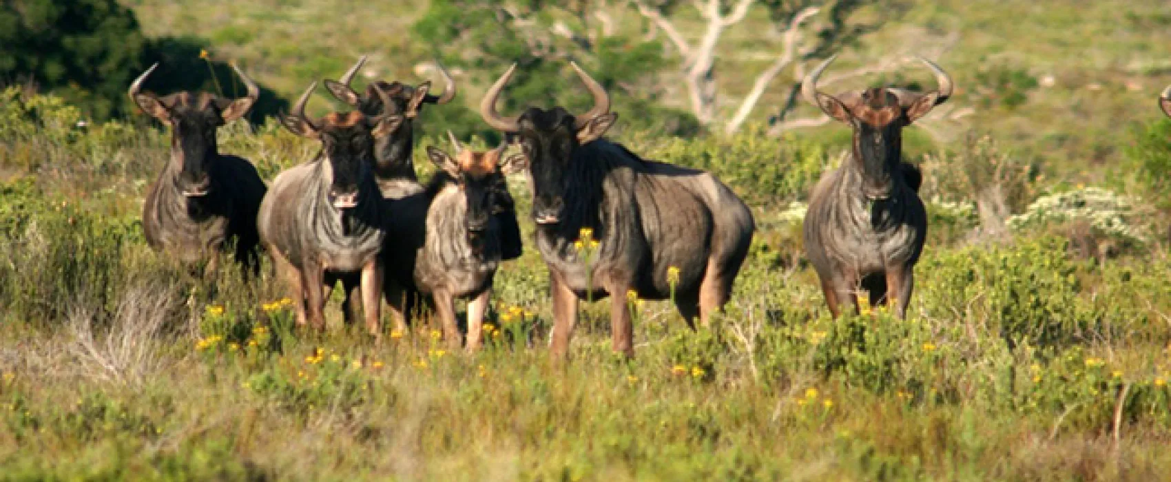 Kleinrivier Wilderness