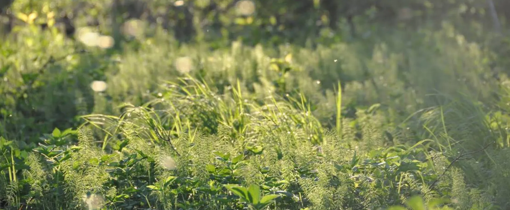 Hedo talu Nature Camping