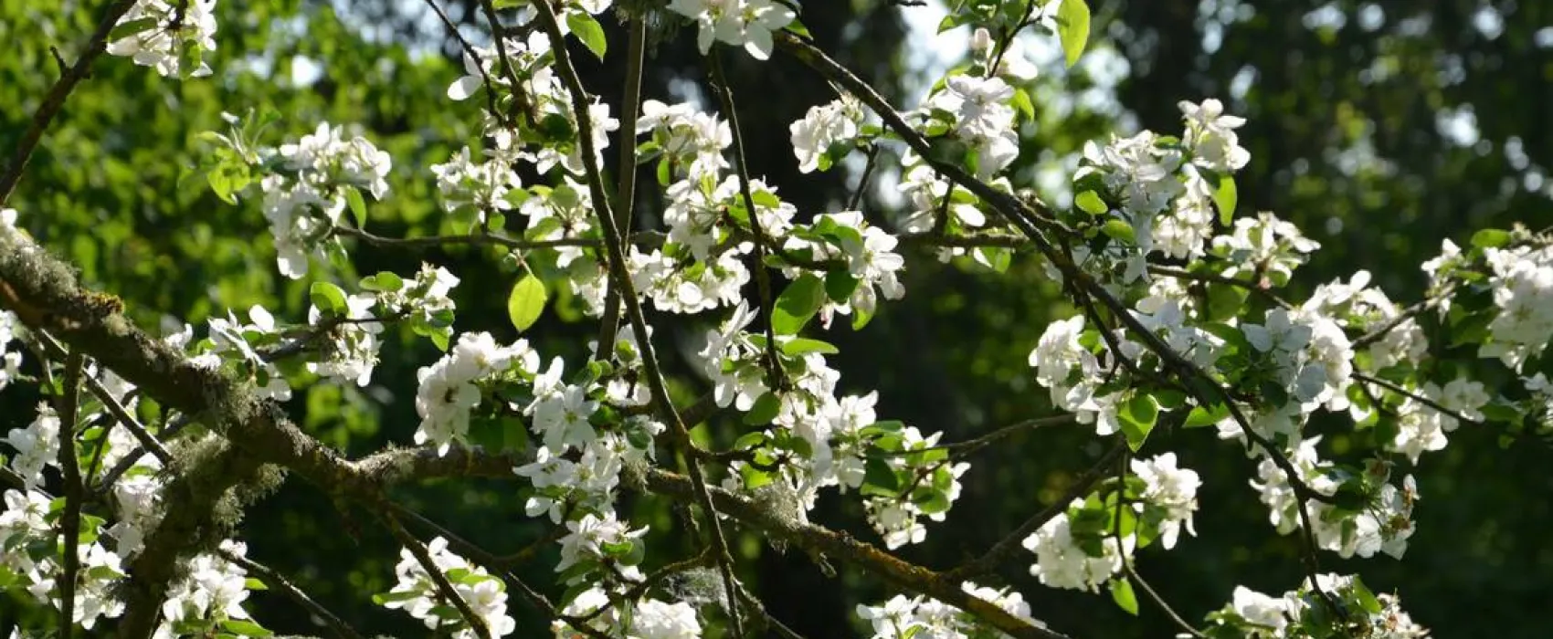 Hedo talu Nature Camping