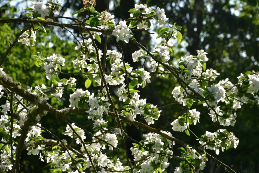 Hedo talu Nature Camping