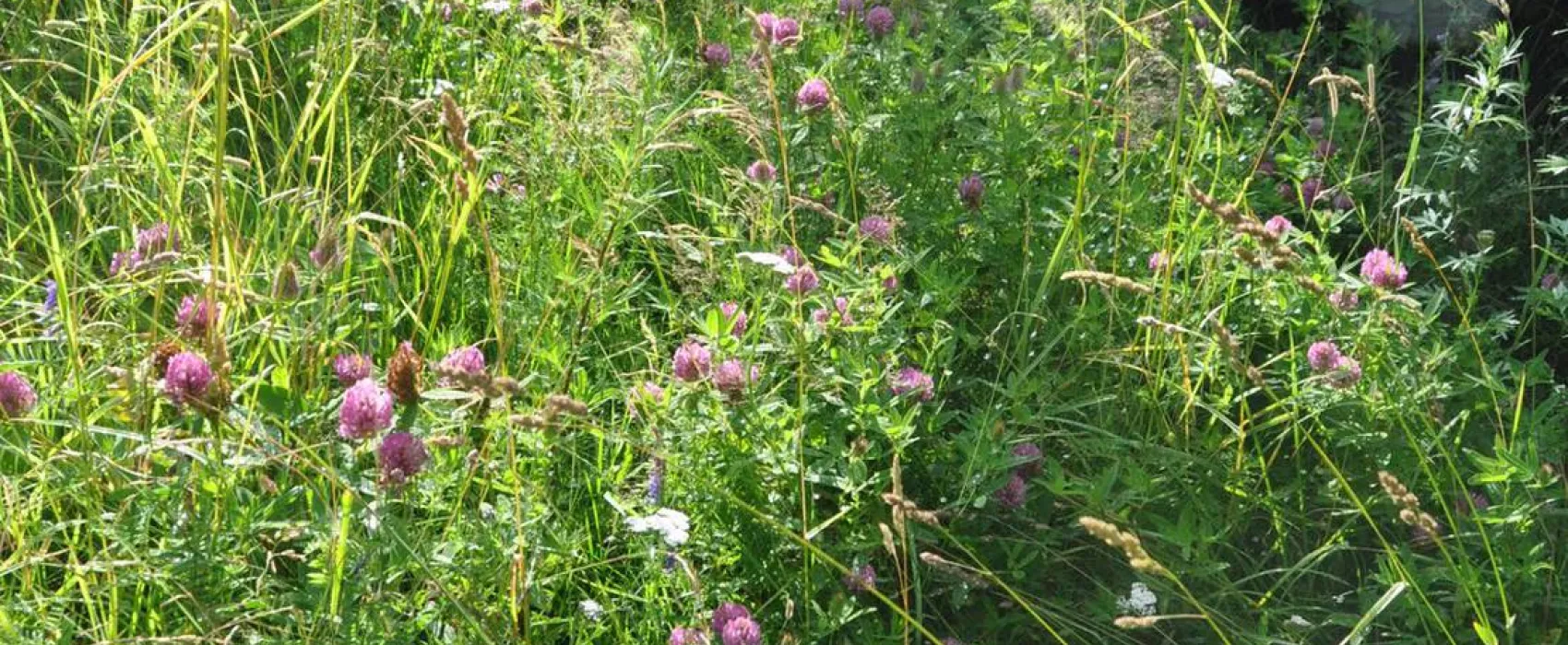 Hedo talu Nature Camping