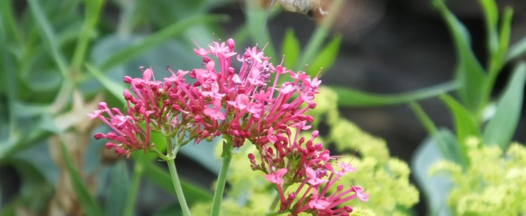 La Combe de Ferrière (Naturisten)