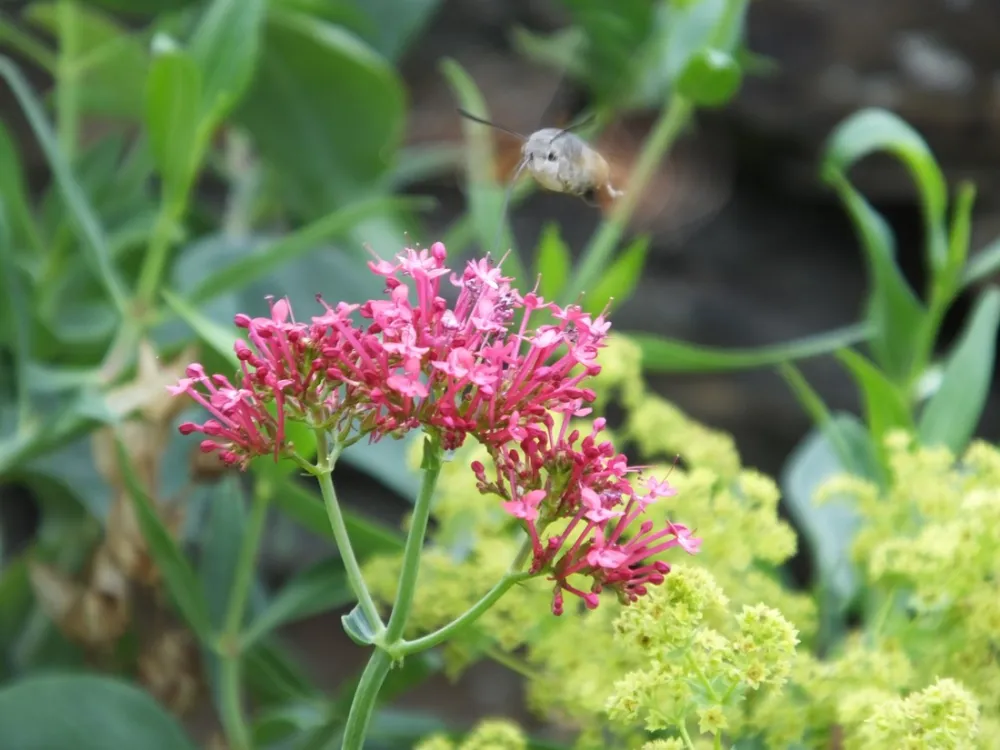 La Combe de Ferrière (Naturisten)