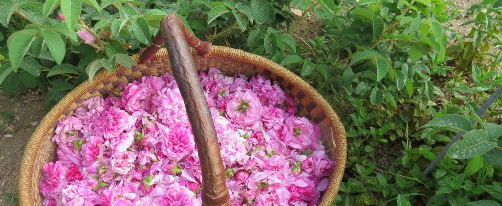 Agricamping Fiori di Noto