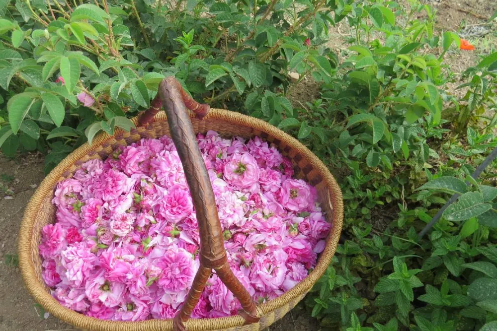 Agricamping Fiori di Noto