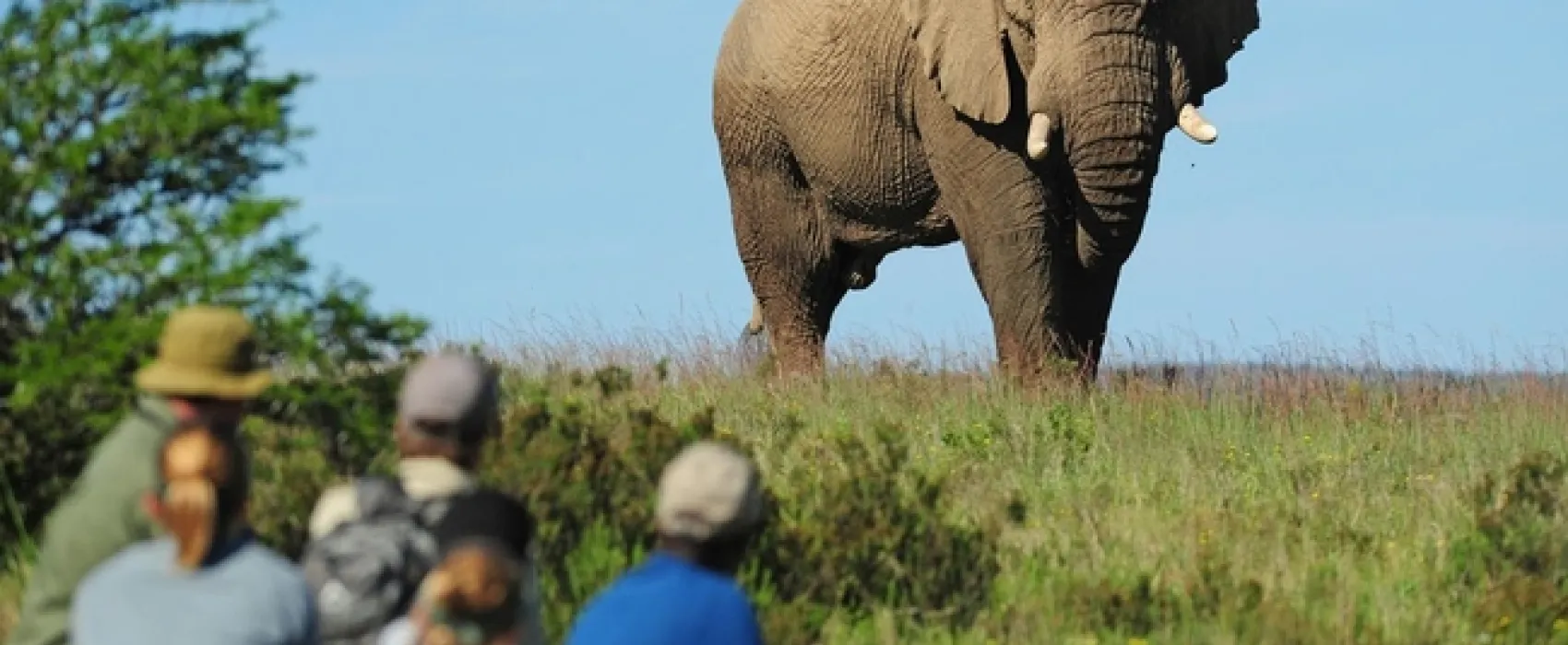 Shamwari Explorer Camp