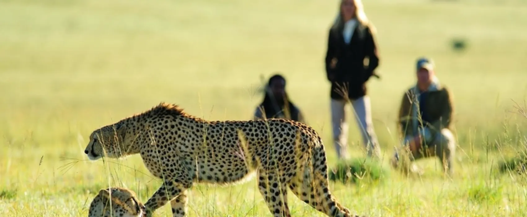 Shamwari Explorer Camp