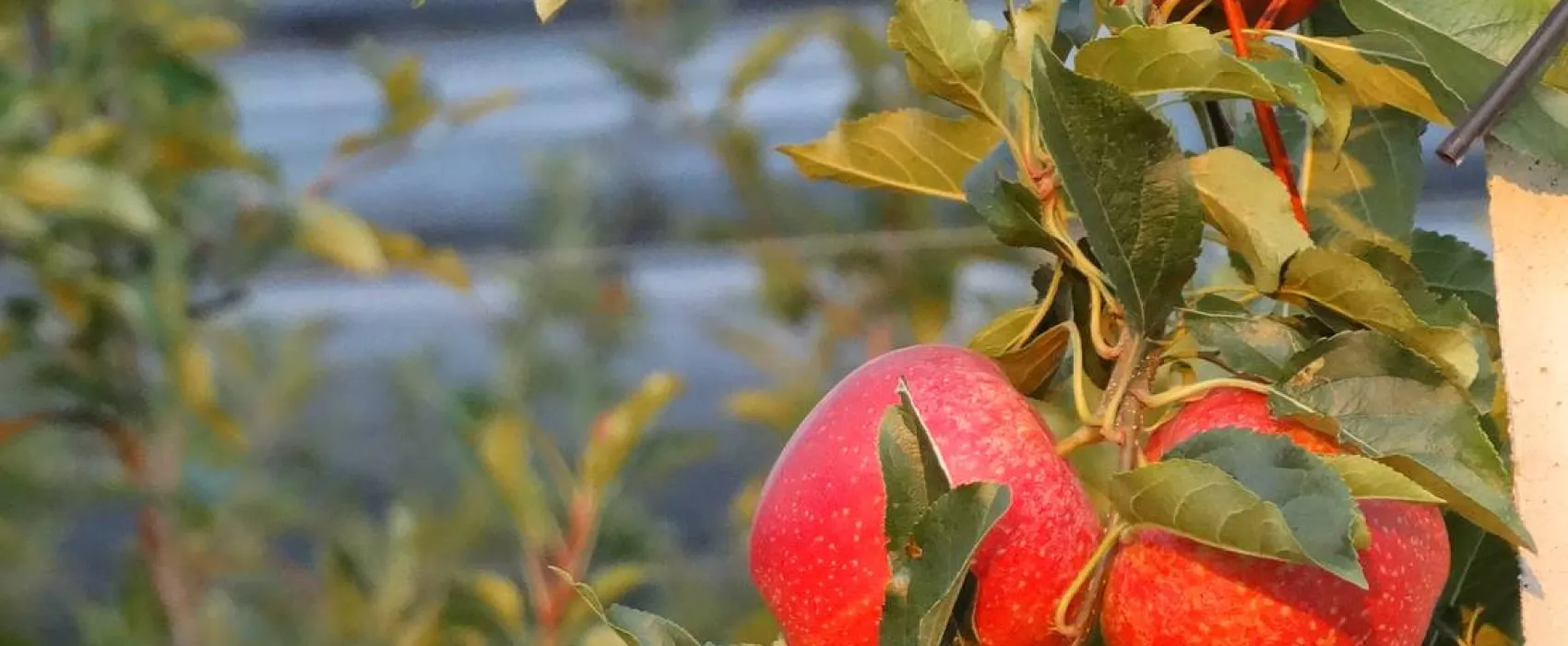 Agricamping Mabellini