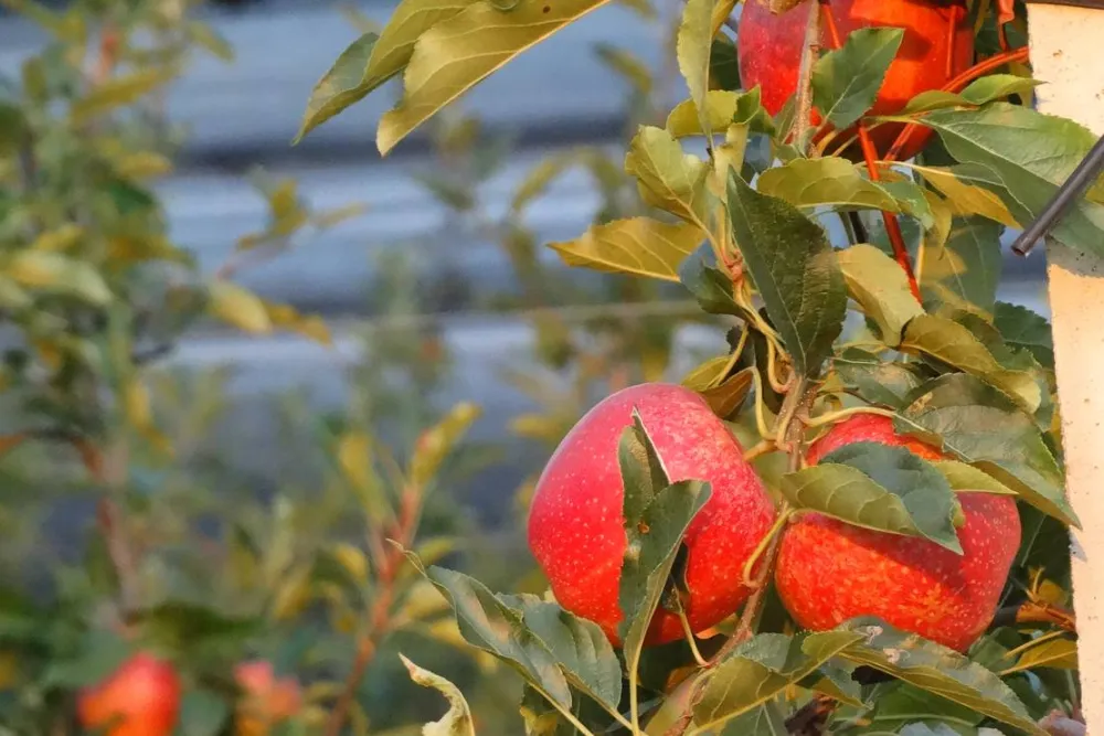 Agricamping Mabellini