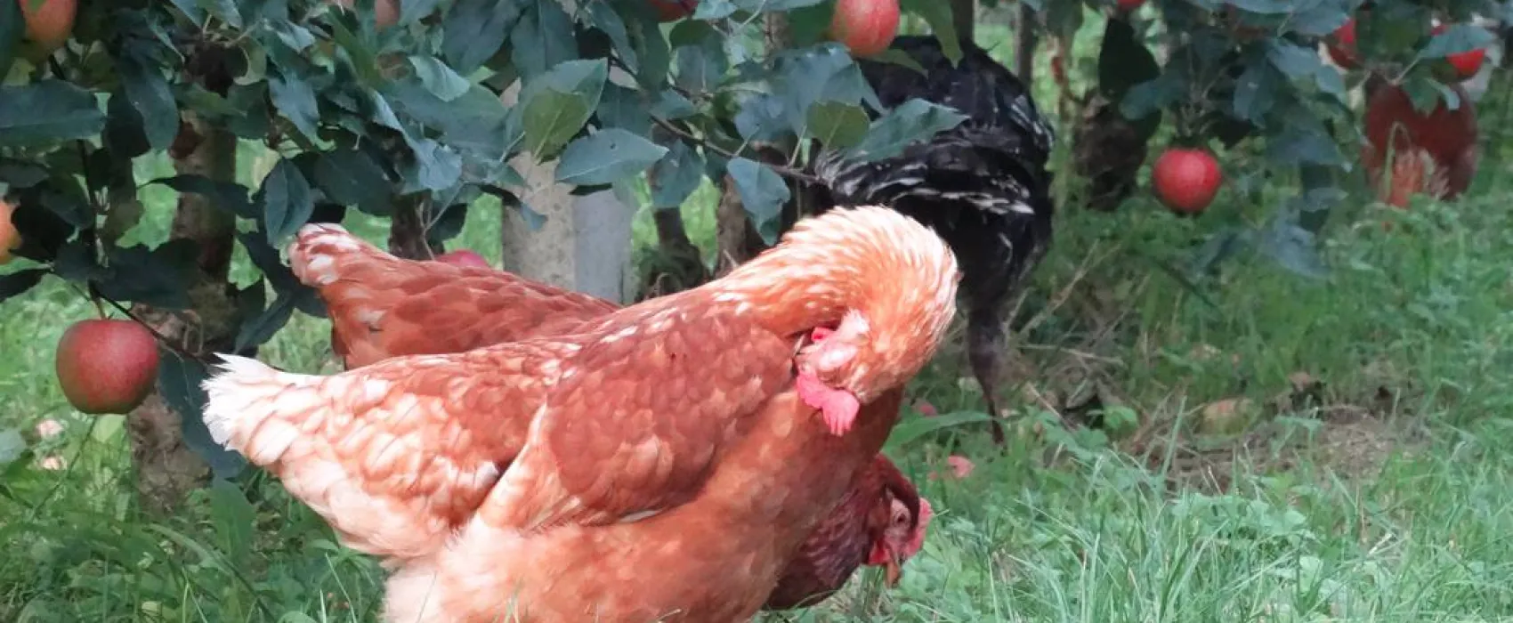 Agricamping Mabellini