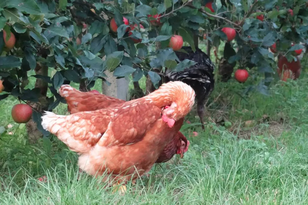 Agricamping Mabellini