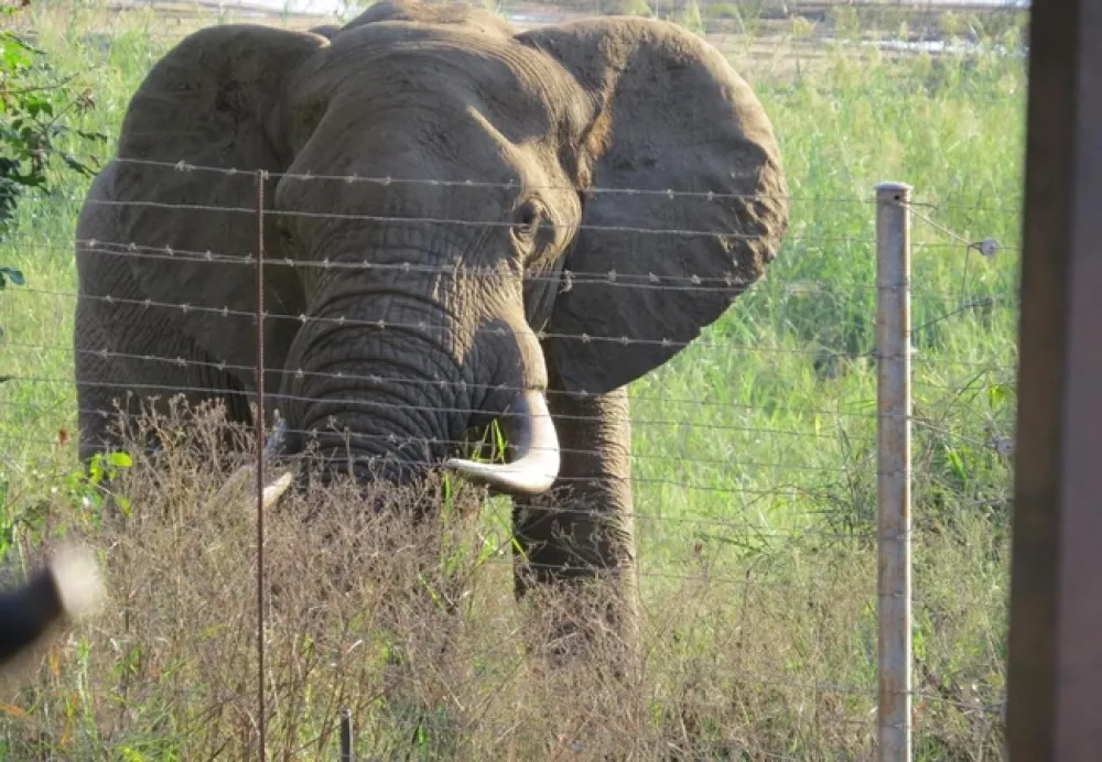 Croc Bridge Safari Lodge