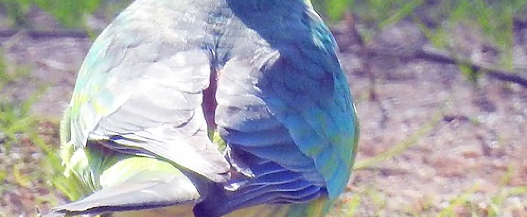 Chifley Dam Campground