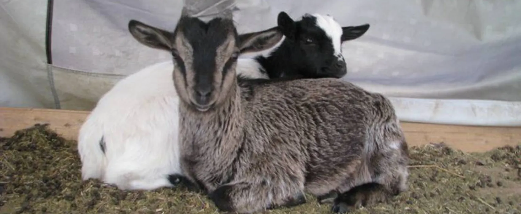 Camping Mille étoiles