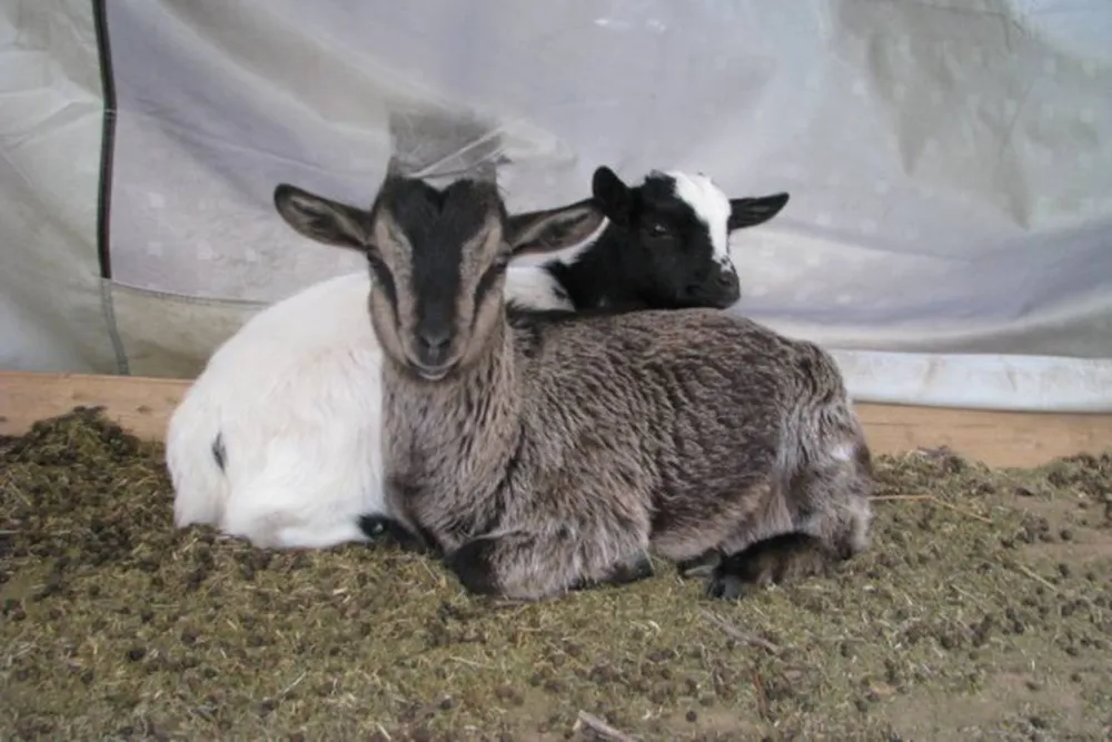 Camping Mille étoiles