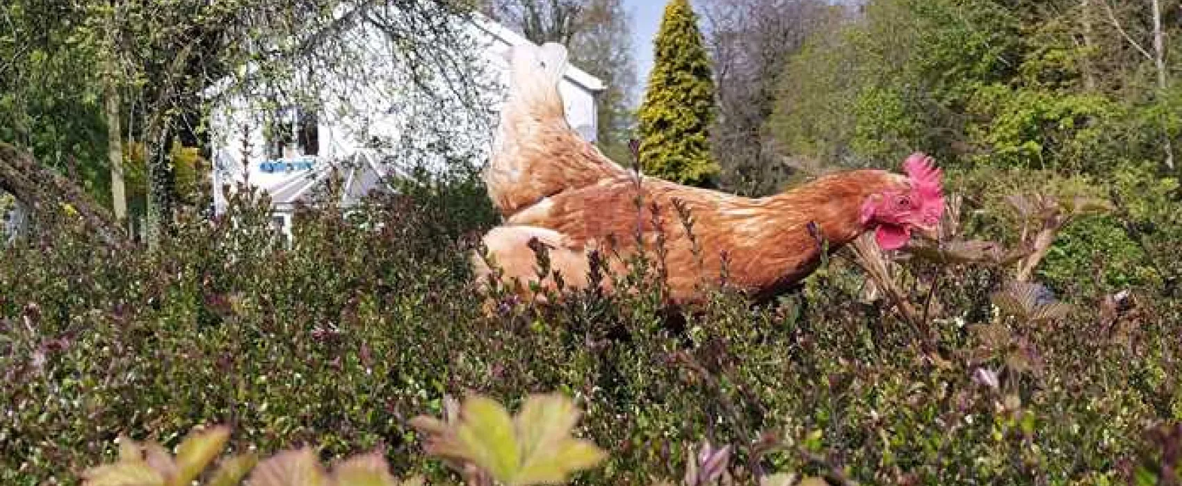 Thornfield Camping Cabins