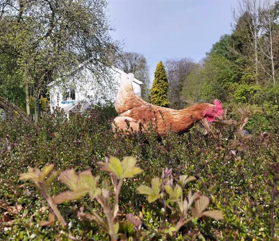 Thornfield Camping Cabins