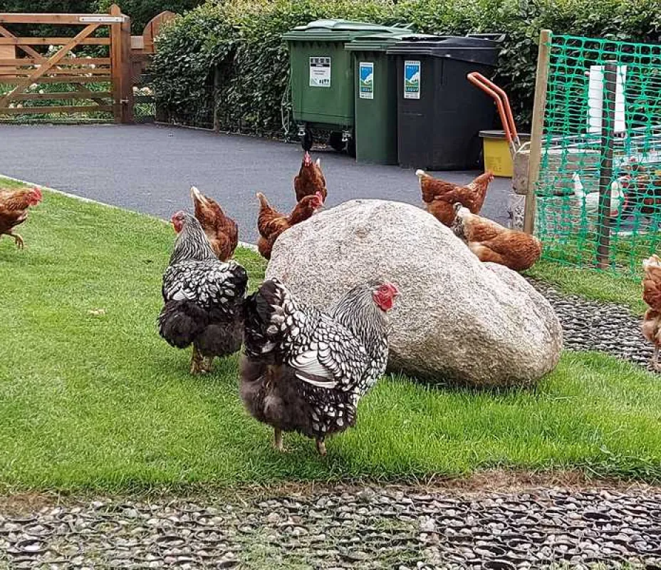 Thornfield Camping Cabins