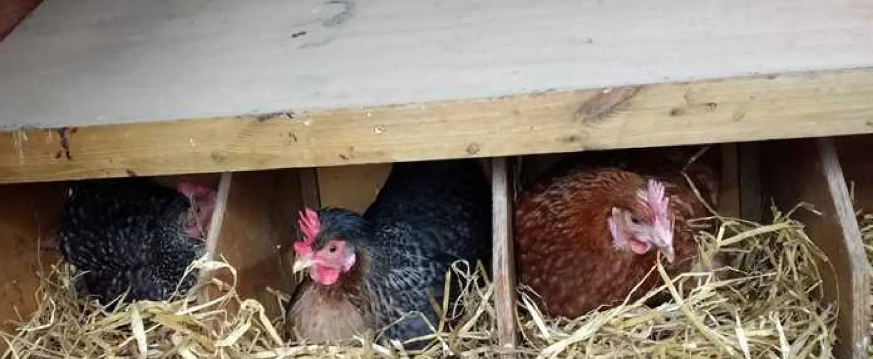 Thornfield Camping Cabins