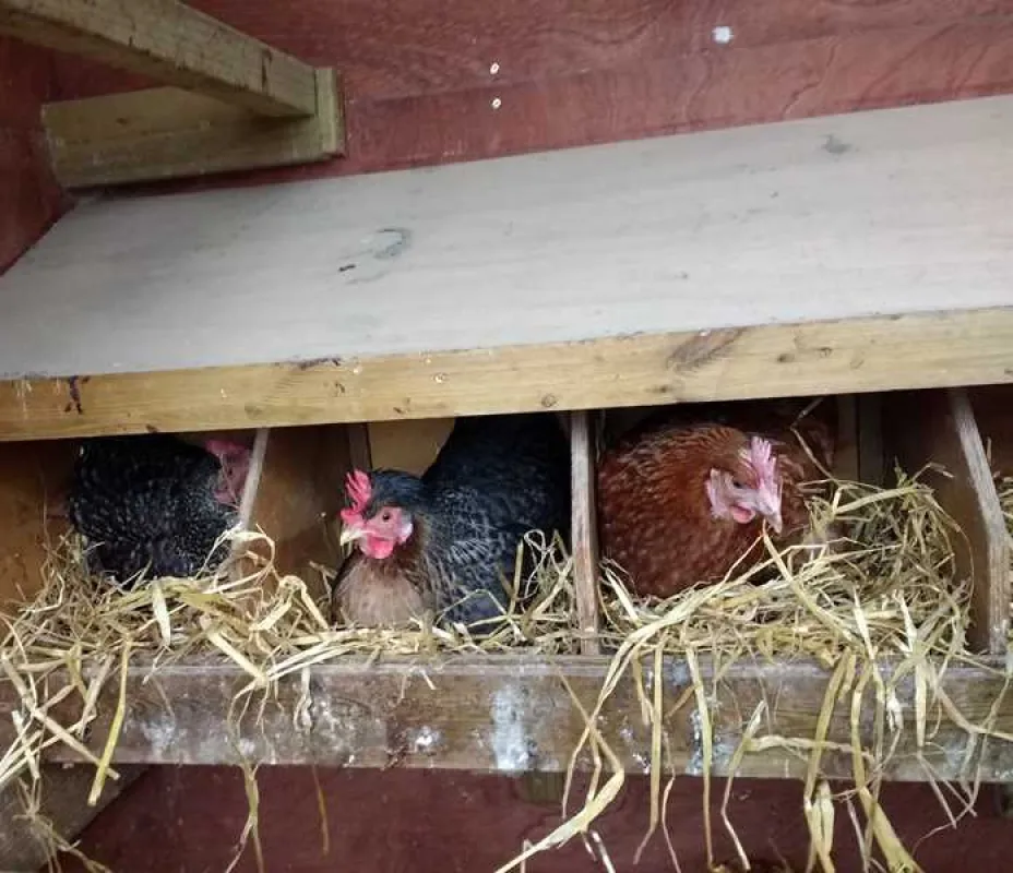 Thornfield Camping Cabins