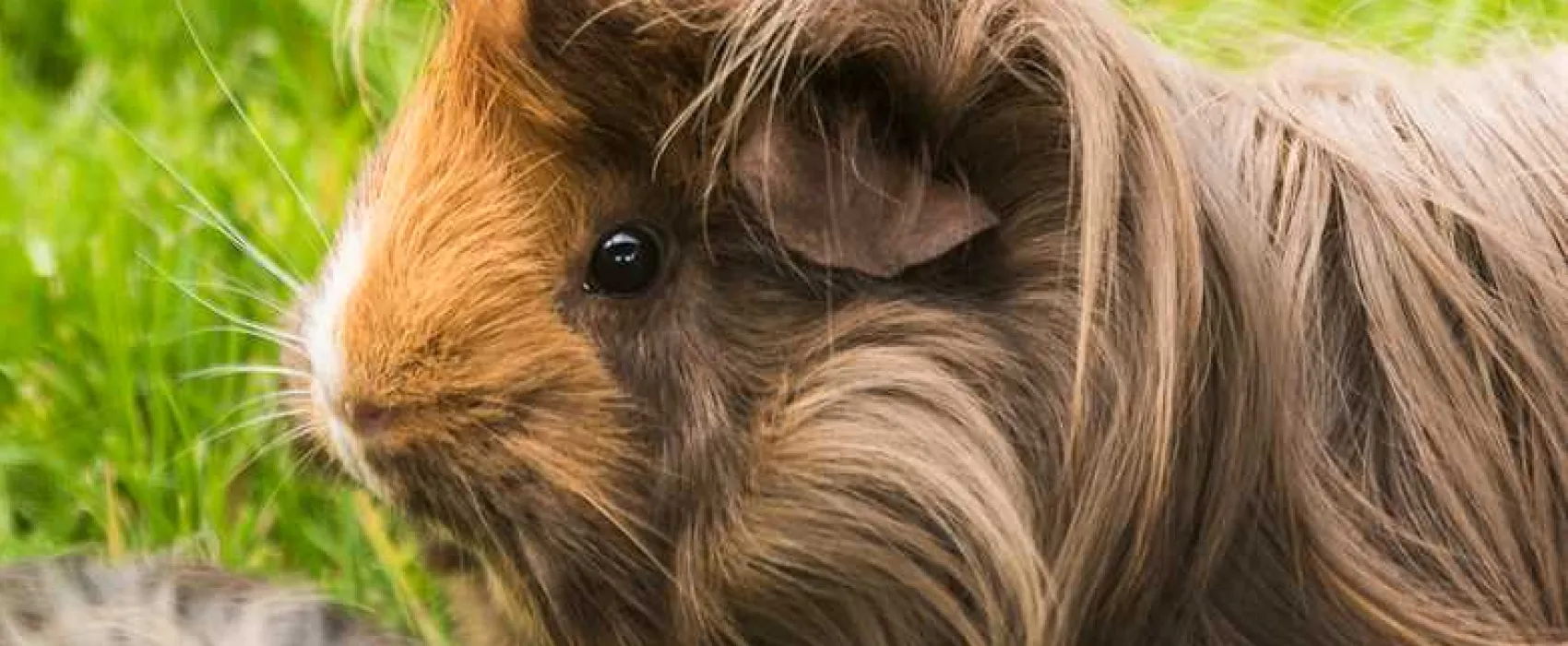 Thornfield Camping Cabins