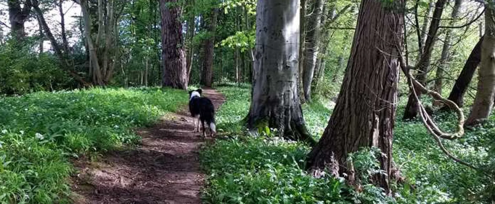 Thornfield Camping Cabins