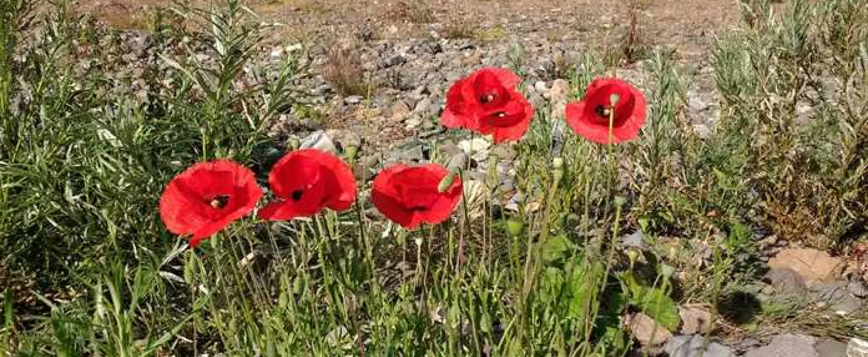 Thornfield Camping Cabins