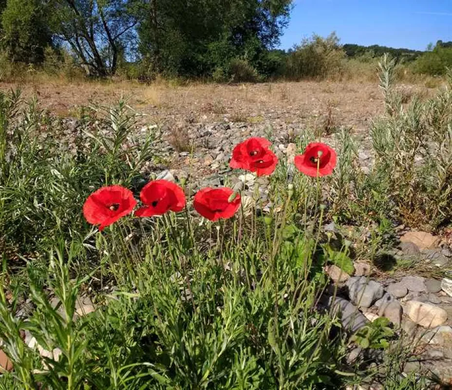 Thornfield Camping Cabins