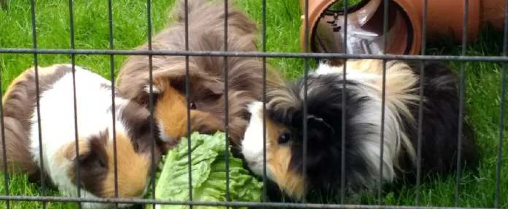 Thornfield Camping Cabins