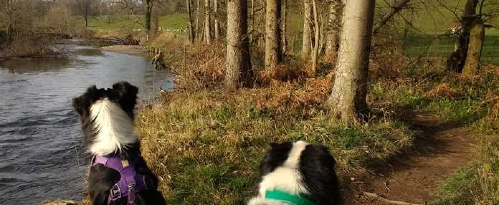 Thornfield Camping Cabins