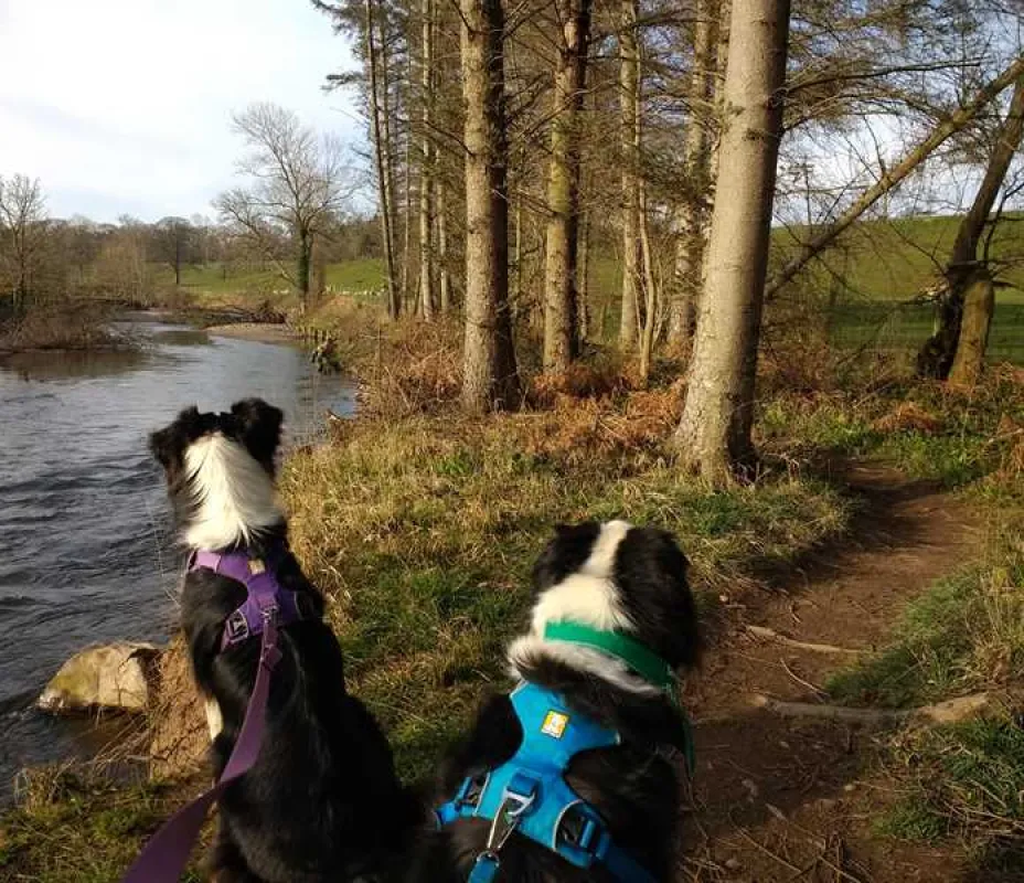 Thornfield Camping Cabins