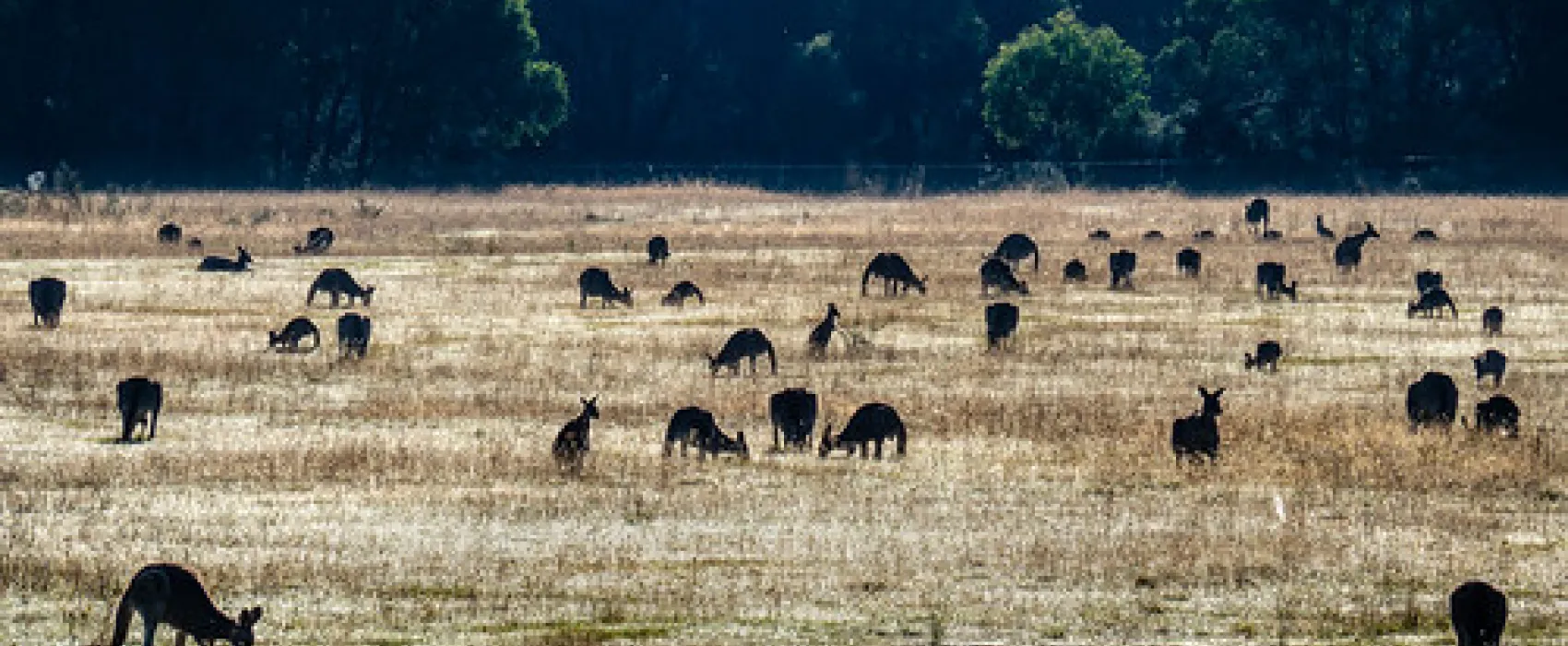 Tom Groggin Campground